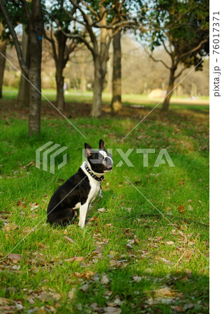 おすわりをする犬 76017371