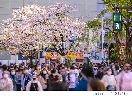 日本の東京都市景観 解除されたが既に多くの人出…桜も満開。空しくたなびく3密回避…=3月29日、渋谷 日本の東京都市景観 解除されたが既に多くの人出…桜も満開。空しくたなびく3密回避…=3月29日、渋谷 76017562