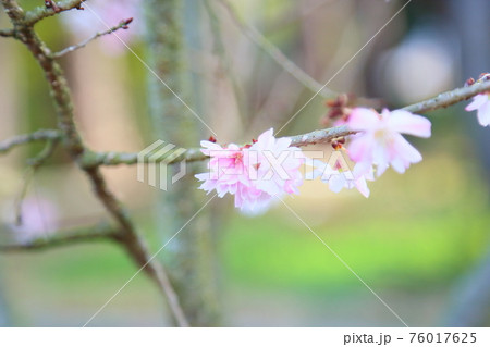 ジュウガツザクラの花 76017625