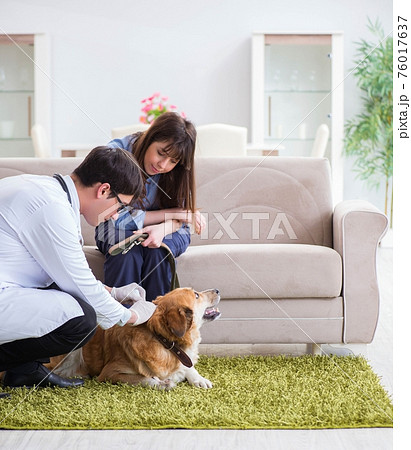 Vet doctor visiting golden retriever dog at home Vet doctor visiting golden retriever dog at home 76017637