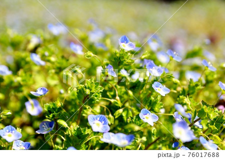 コバルトブルー「星の瞳」 76017688