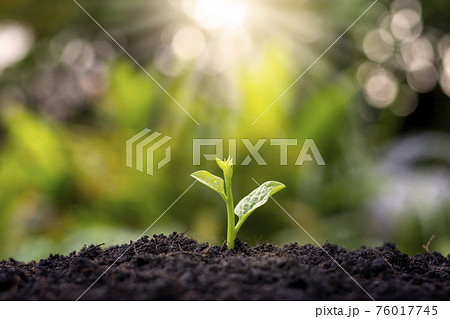 Small trees that grow and grow on the ground, including morning sun, the concept of plant growth and investment for agriculture. 76017745
