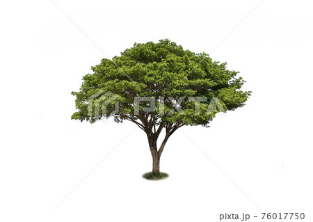 East Indian walnut tree, green rain tree or monkey pod on a white background with the clipping path. 76017750