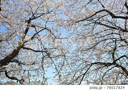 青空に浮かぶ満開の桜 青空背景の満開の桜 青空に浮かぶ満開の桜 青空背景の満開の桜 76017824