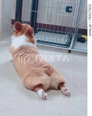 コーギーの可愛いお尻 コーギーの可愛いお尻 76017832