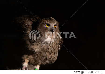 森の神　シマフクロウ 76017959