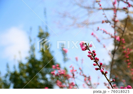 ハナモモの蕾 76018025