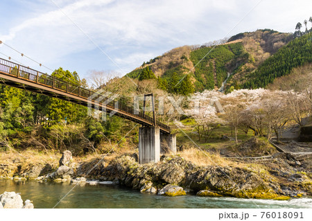 (東京都ー風景)御岳渓谷の桜風景6 (東京都ー風景)御岳渓谷の桜風景6 76018091