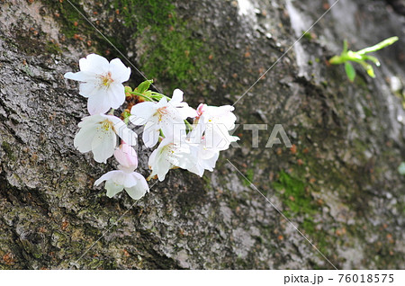 幹に咲く可愛い小桜（灰色背景）　生命力を感じる小桜 76018575