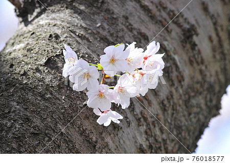 幹に咲く可愛い小桜（灰色背景）　生命力を感じる小桜 76018577