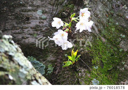 幹に咲く可愛い小桜(茶色背景) 生命力を感じる小桜 幹に咲く可愛い小桜(茶色背景) 生命力を感じる小桜 76018578