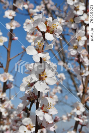 魯桃桜の花咲く 76019025