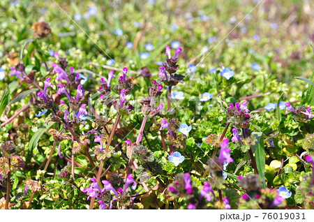 紅紫色の唇形花　仏の座 76019031