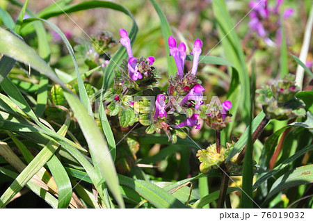 紅紫色の唇形花　仏の座 76019032