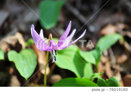 カタクリの花 可憐なカタクリ 自生するカタクリの花 カタクリの花 可憐なカタクリ 自生するカタクリの花 76019160