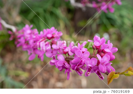 ハナズオウ 花開く枝先 アースカラーの背景 ハナズオウ 花開く枝先 アースカラーの背景 76019169