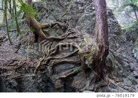岩壁にむき出しの木の根（獅子ヶ滝）／県立黒山自然公園（埼玉県毛呂山町） 76019179