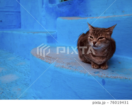 シャウエンの猫【モロッコ】 76019431