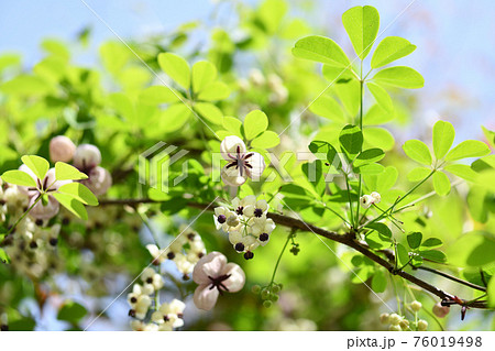爽やかなアケビの花 爽やかなアケビの花 76019498