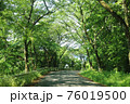 山道　木漏れ日　車道 76019500