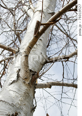 白樺, しらかば, 北海道, 札幌, 自然, 植物, シラカバ, 樹木, 花粉, シラカバ花粉,木 76019527