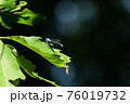 糸トンボと緑 76019732