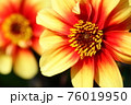 鮮やかな黄色い花の背景 76019950