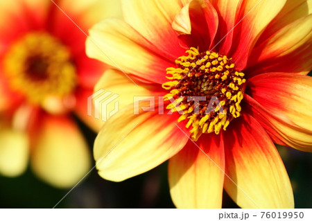 鮮やかな黄色い花の背景 76019950