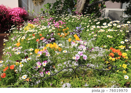 庭の花5 76019970