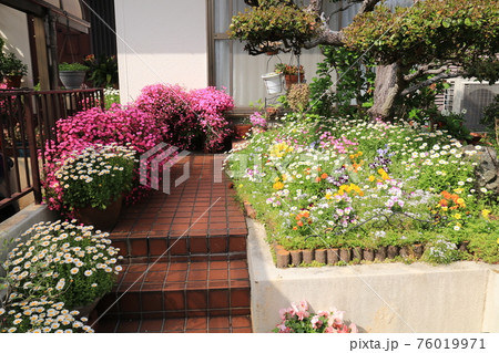 庭の花6 76019971