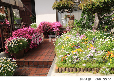 庭の花7 76019972
