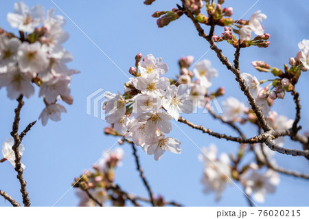 青ノ山山頂の桜 (香川県宇多津町) 青ノ山山頂の桜 (香川県宇多津町) 76020215