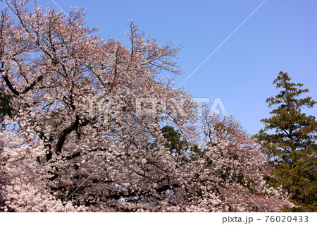 妙正寺公園のソメイヨシノ(1) 妙正寺公園のソメイヨシノ(1) 76020433