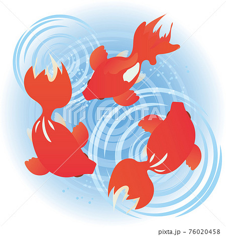泳ぐ3匹の金魚と水の波紋のイラストのイラスト素材