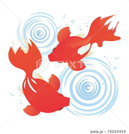 泳ぐ2匹の金魚と水の波紋のイラストのイラスト素材