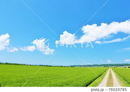 北海道 夏の青空と新緑の田園風景 北海道 夏の青空と新緑の田園風景 76020785