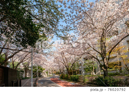 六本木さくら坂の満開の桜 六本木さくら坂の満開の桜 76020792