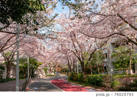 東京都港区六本木、さくら坂の満開の桜 東京都港区六本木、さくら坂の満開の桜 76020793