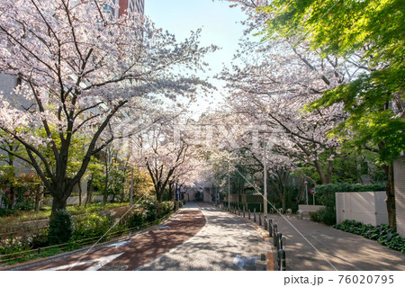 六本木さくら坂の満開の桜 76020795