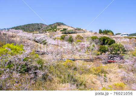 青空と一面桜の鹿児島県霧島市の道の駅、神話の里公園 76021056