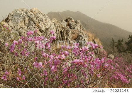 春 山 花 76021148