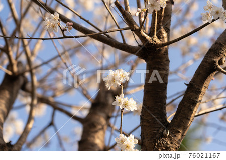 【季節の花】桜の開花【早春】 76021167