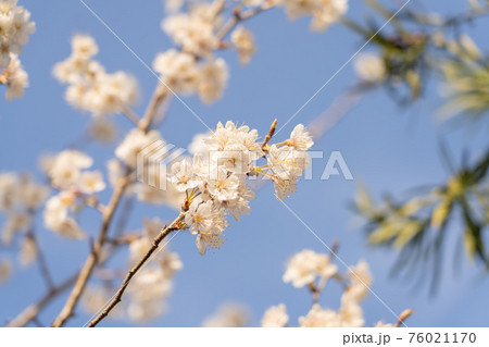 【季節の花】桜の開花【早春】 76021170