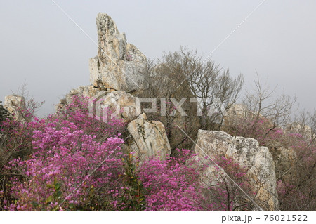 花 万 石 76021522