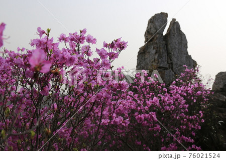 花 万 石 76021524