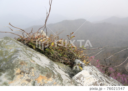 花 万 石 76021547