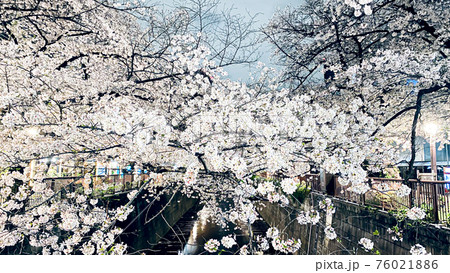 夜桜 76021886