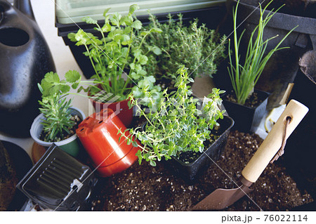 ハーブ苗の植え付け　ガーデニング 76022114