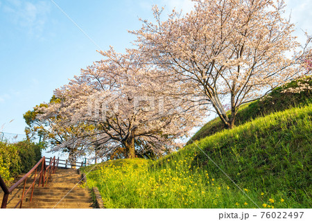 朝の菊池公園のソメイヨシノと菜の花が咲く風景 朝の菊池公園のソメイヨシノと菜の花が咲く風景 76022497