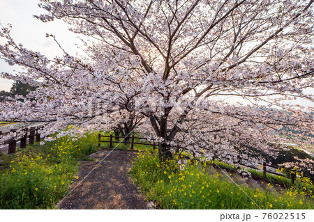 朝の菊池公園のソメイヨシノと菜の花が咲く風景 朝の菊池公園のソメイヨシノと菜の花が咲く風景 76022515